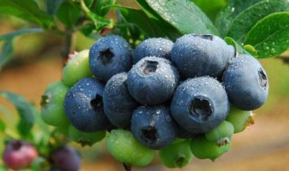 奥尼尔蓝莓如何种植 奥尼尔蓝莓种植的温度