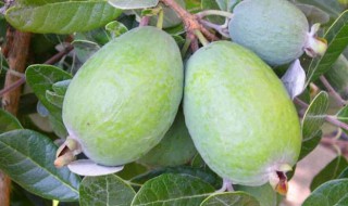 斐济果该如何种植 斐济果的栽培技术