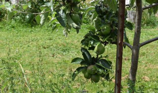 吊瓜怎么种 吊瓜怎么种植