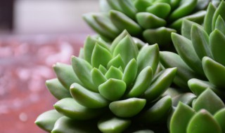 新买的肉肉如何种植 新买的肉肉如何种植好