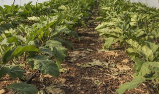 观音菜怎么种 观音菜怎么种出来的