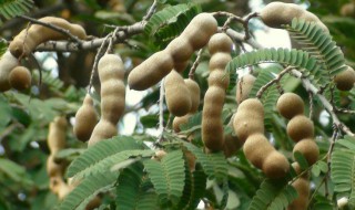 酸角籽怎么种 酸甜角的籽可以种吗