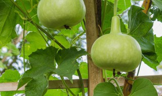 大葫芦怎么种 大葫芦怎么种能长大