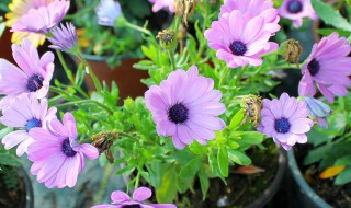 格桑花怎么种（格桑花怎么种植方法）