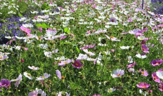 鸢尾花种子怎么种 鸢尾花种子种植