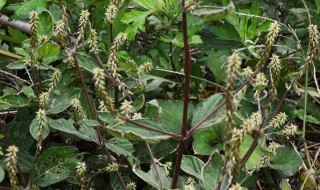 牛膝怎么种（牛膝的种植技术）