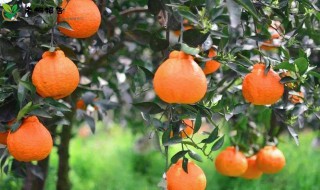 丑橘籽怎么种 丑橘籽怎么种才能发芽