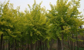 榆树怎么种（榆树怎么种植）