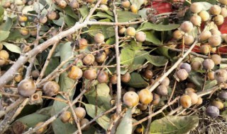 软枣种子怎么种 软枣种子种土里多久能发芽