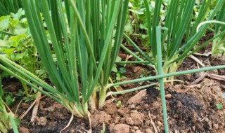 香葱种子怎么种植（香葱种子怎么种植方法）