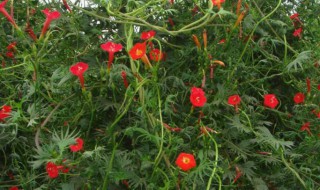 茑萝种子怎么种 萝藦种子怎么种