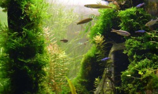 天湖葵怎么种（天湖葵怎么种植方法）