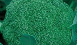 西兰花种子怎么种（西兰花种子怎么种植）