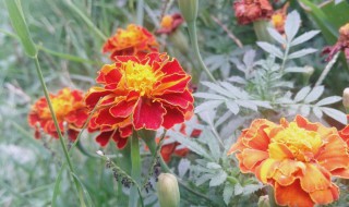 旱莲种子怎么种 旱莲种子怎么种