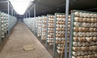 如何种植食用菌(如何种植食用菌视频教学)