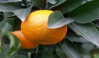 沃柑怎么种植（沃柑怎么种植管理法）