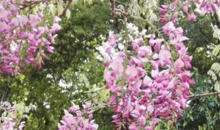 紫藤萝种子怎么种 紫藤萝种子怎么种植