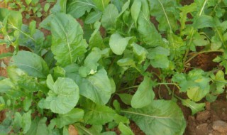 臭菜怎么种（臭菜怎么种植视频）