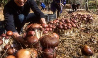 菌菇怎么种植 菌菇怎么种植方法视频