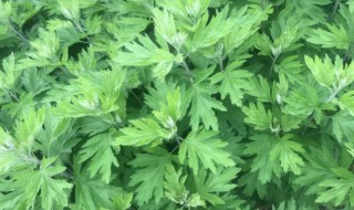 艾草种子怎么种 艾草种子怎么种植方法