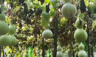 葫芦内籽怎么种 葫芦籽种植方法