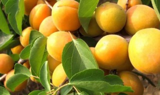杏籽怎么种（杏籽怎么种发芽最快）