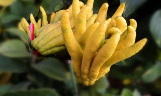 佛手柑的别名是什么 佛手柑的别名是什么意思