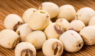 白莲是忌氯作物吗? 白莲的药用