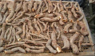 杨桃根与猕猴桃相似吗? 杨桃根与猕猴桃相似吗能吃吗