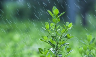 原代培养一般培养到多少代 原代培养一般培养到多少代为完成