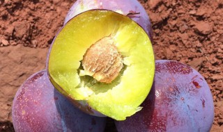 李子种子催芽不嫁接能结李子吗 李子树发芽了还能嫁接吗