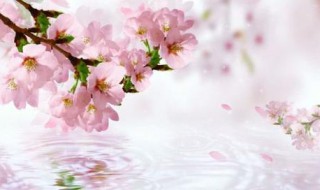 桃花枝插水里怎样养（桃花枝插在水里需要注意什么）