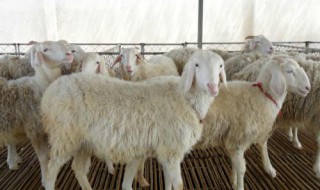 2003年那年是什么生肖年 2003年属什么生肖