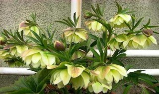 铁筷子的养殖方法和注意事项 铁筷子的养殖方法和注意事项贪欢