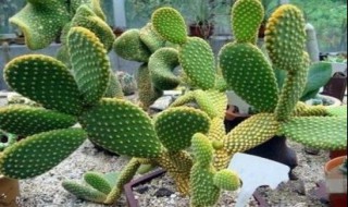 仙人掌是花吗 仙人掌是花吗多少钱