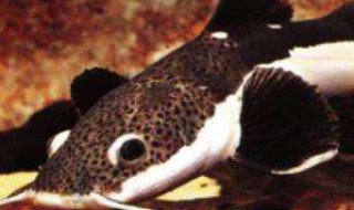 红尾鲶该怎么养 红尾鲶该怎么养的