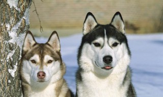 哈士奇能不能吃海鲜 哈士奇能不能吃海鲜肉