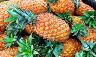 凤梨和菠萝哪个长在树上（凤梨和菠萝长在哪里）