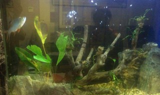 怎样很容易的清除鱼缸里的杂质（怎样很容易的清除鱼缸里的杂质物）