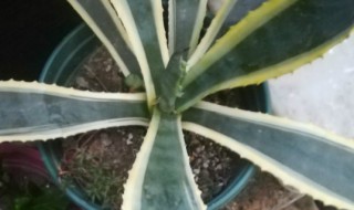 龙舌兰冬天在室外能活吗 龙舌兰冬季户外能活吗