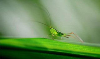 昆虫备忘录有哪些特点 昆虫备忘录写了昆虫的什么特点