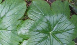 八角莲的养殖方法和注意事项 八角莲的养殖方法和注意事项