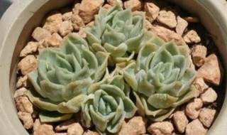 昂斯洛多肉的养殖方法和注意事项（多肉昂斯诺养护方法）