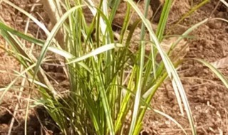 知母的养殖方法和注意事项（知母使用注意事项）