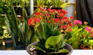 怎样给长寿花施肥（怎么给长寿花施肥）