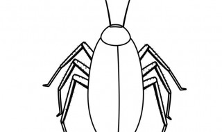 蟑螂有毒吗 蟑螂有毒吗爬到人身上会怎样