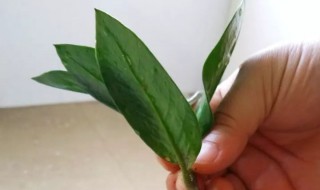 金钱树肥料怎么用 金钱树肥料怎么用最好