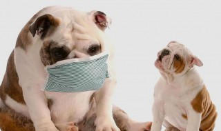 狗狗饲养需要注意的问题（养宠物狗需要注意哪些问题）