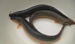 泥鳅用盐水泡多久会死