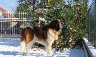 圣伯纳犬的食量是多少 圣伯纳犬的食量是多少斤